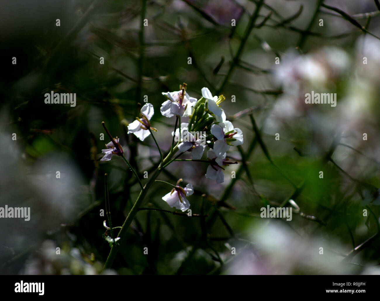 Wilden kleinen weißen mediterranen Blumen. Stockfoto