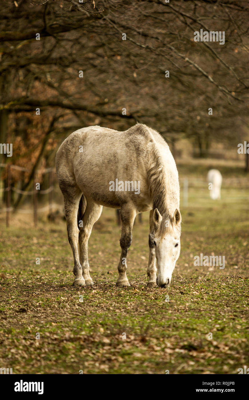 Schmutzigen weißen Pferde grasen auf der Weide Stockfoto