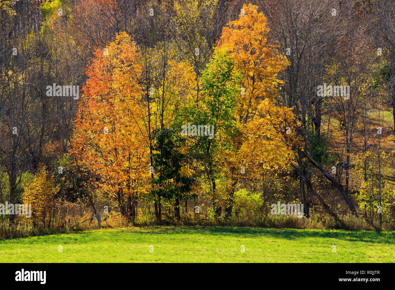 Herbst Farbe im südlichen Ontario Stockfoto