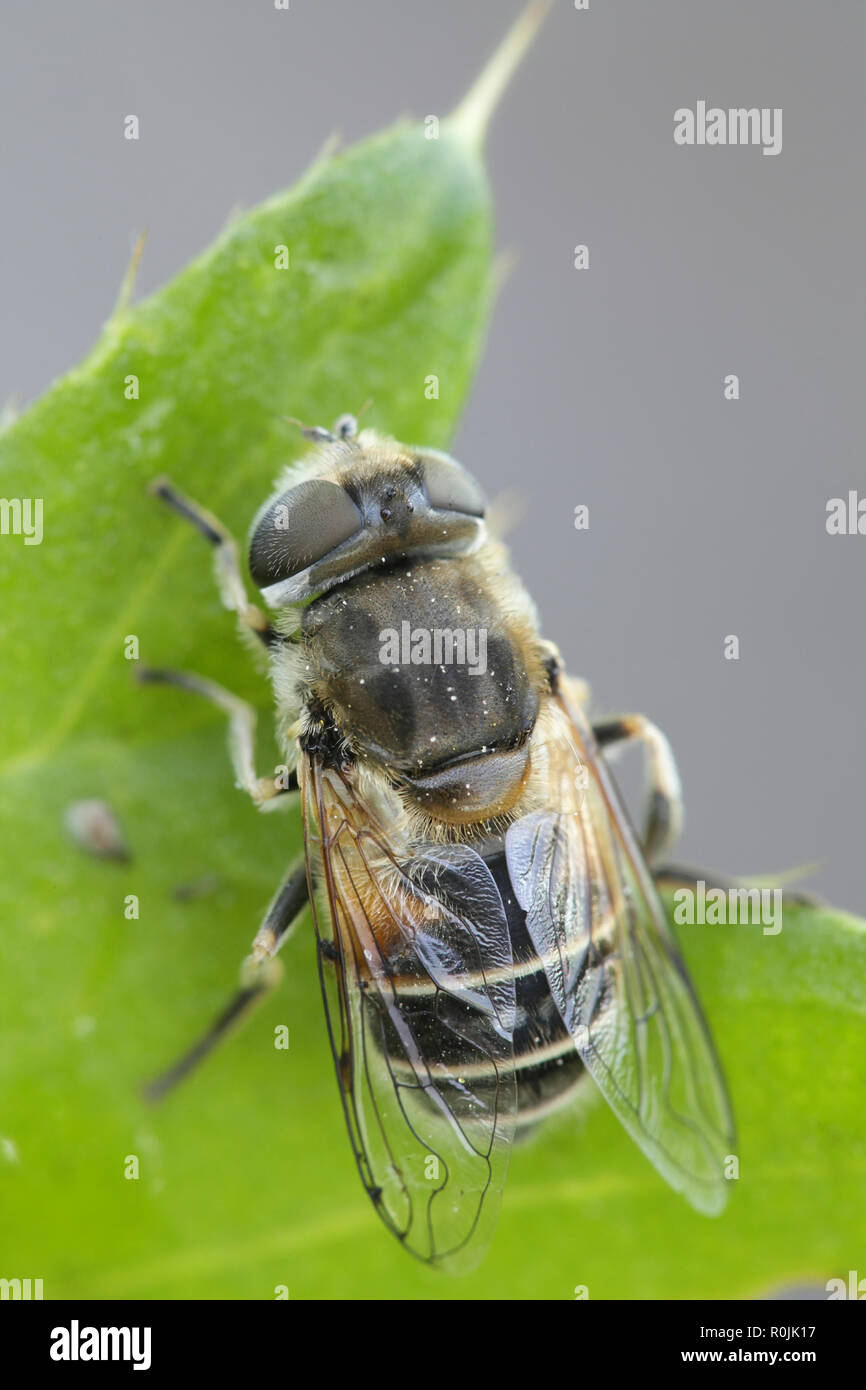 Klartext, Eristalis arbustorum dronefly konfrontiert, eine wichtige Bestäuber Stockfoto