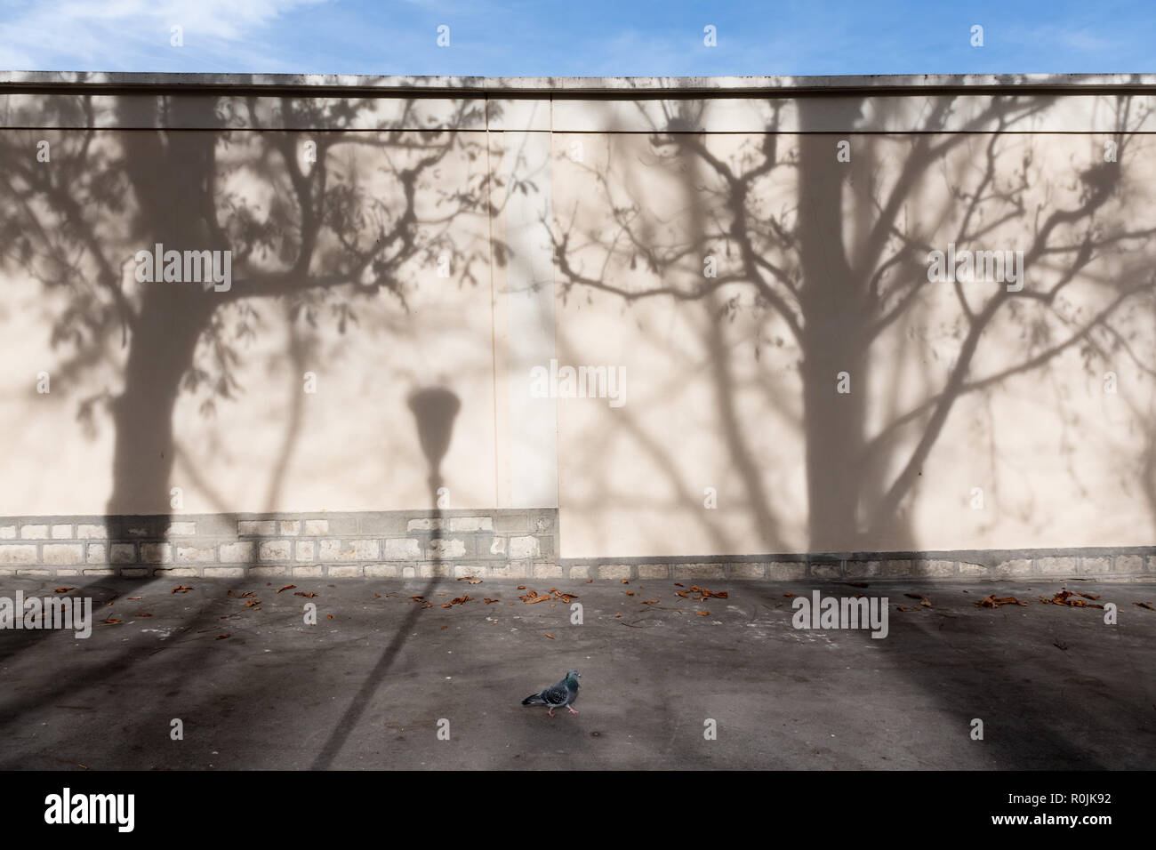 Schatten der Bäume und Laterne an der Wand in Paris. Stockfoto