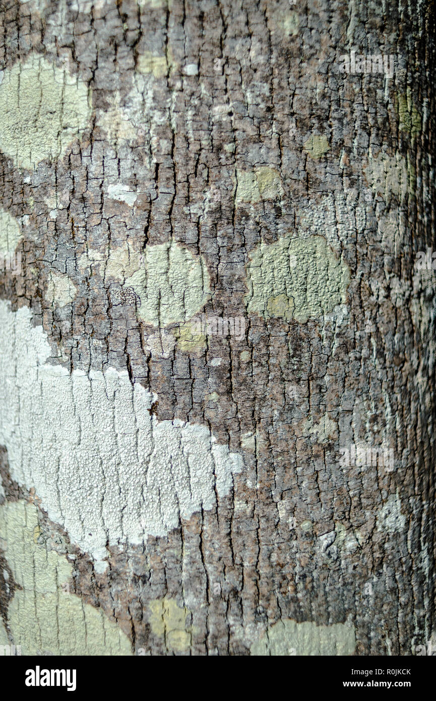 Flechten und Moos wächst an den Stamm eines Baumes Stockfoto