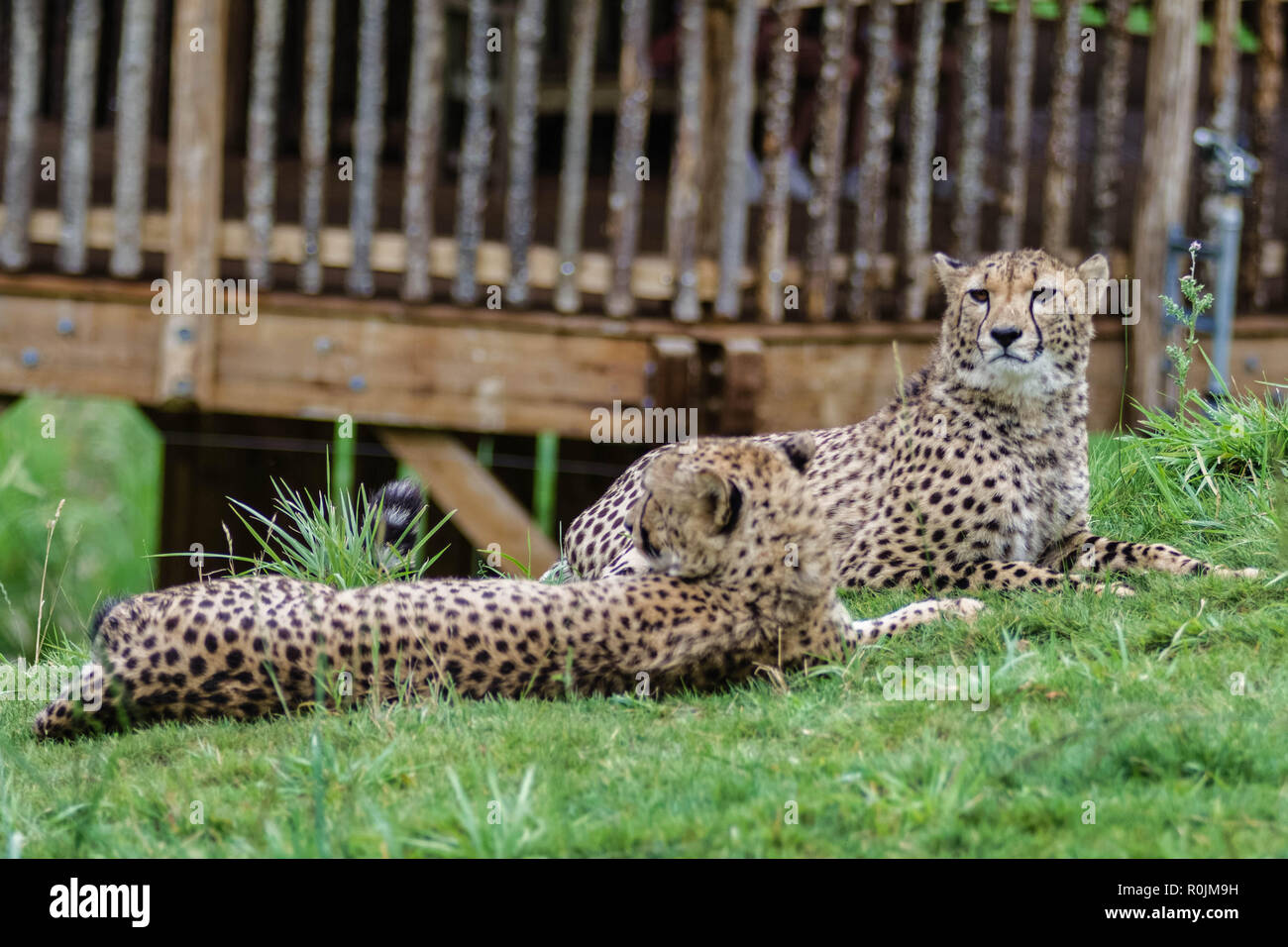 Der gepard (Acinonyx jubatus;/ˈTʃiːtə/) ist eine große Katze der Unterfamilie Felinae, in Nord-, Süd- und Ostafrika auftritt Stockfoto