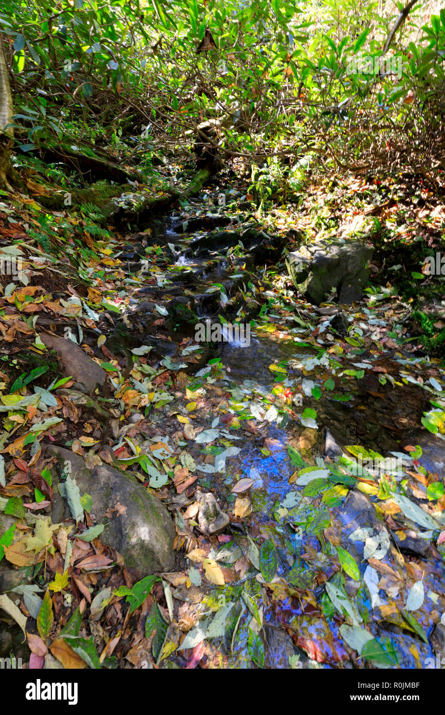 Trillium Lücke Trail, Smoky Mountains National Park Stockfoto