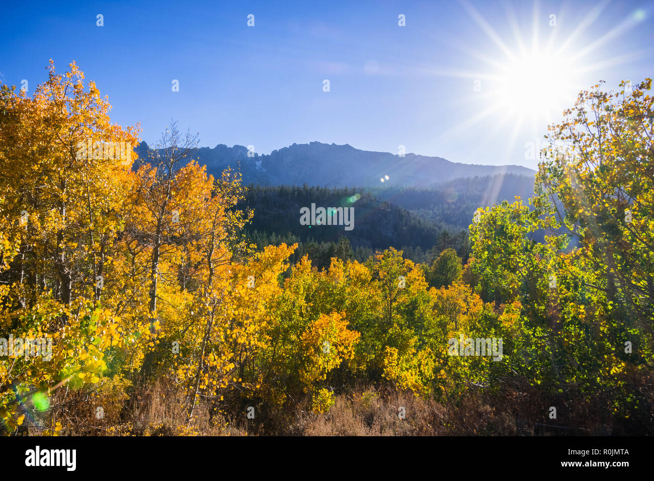 Bunte Aspen Bäume an einem sonnigen Tag; Eastern Sierra Mountains, Kalifornien Stockfoto