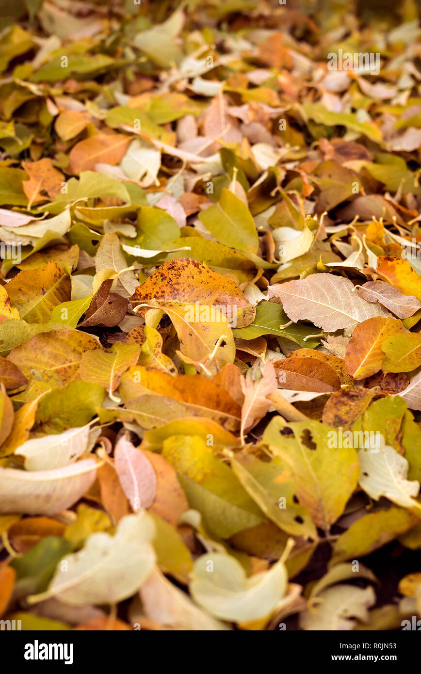 Herbst Natur Detail der vielen trockenen Blätter auf dem Boden in warmen, herbstlichen Farben als natürliche draußen Herbst Dekoration im Garten im September Stockfoto