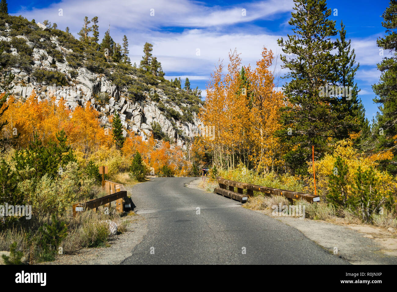 Bunte Aspen Bäume Futter bis eine gepflasterte Straße in der östlichen Sierra Berge an einem sonnigen Herbsttag; Kalifornien Stockfoto