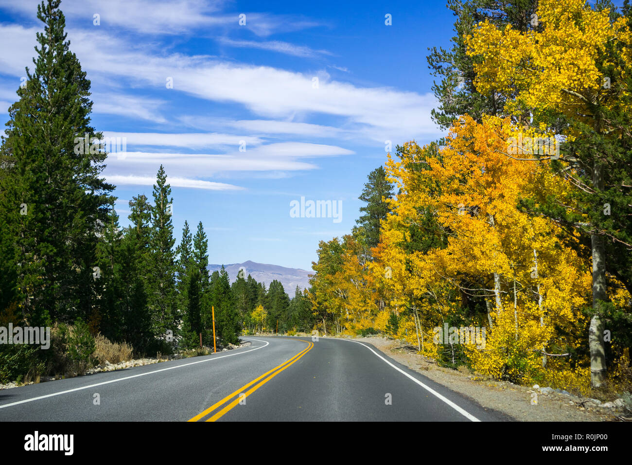Reisen auf eine kurvenreiche Straße mit bunten Aspen Bäume an einem sonnigen Herbsttag gesäumt, östlichen Sierra Mountains, Kalifornien Stockfoto