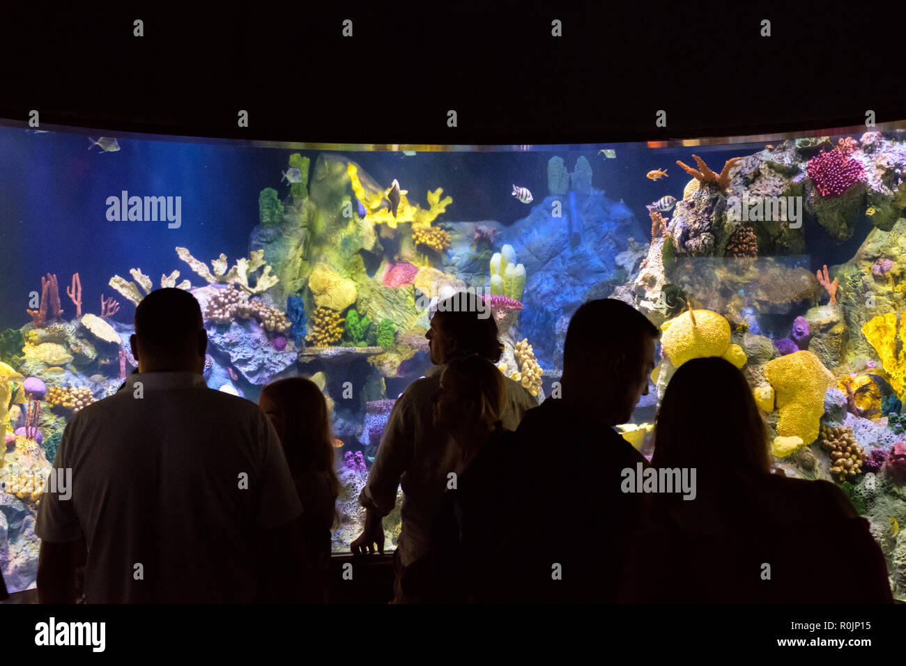 Teneriffa, Kanarische Inseln, Spanien - September 2018: Menschen im Aquarium der Loro Park (Loro Parque) Zoo in Teneriffa. Stockfoto