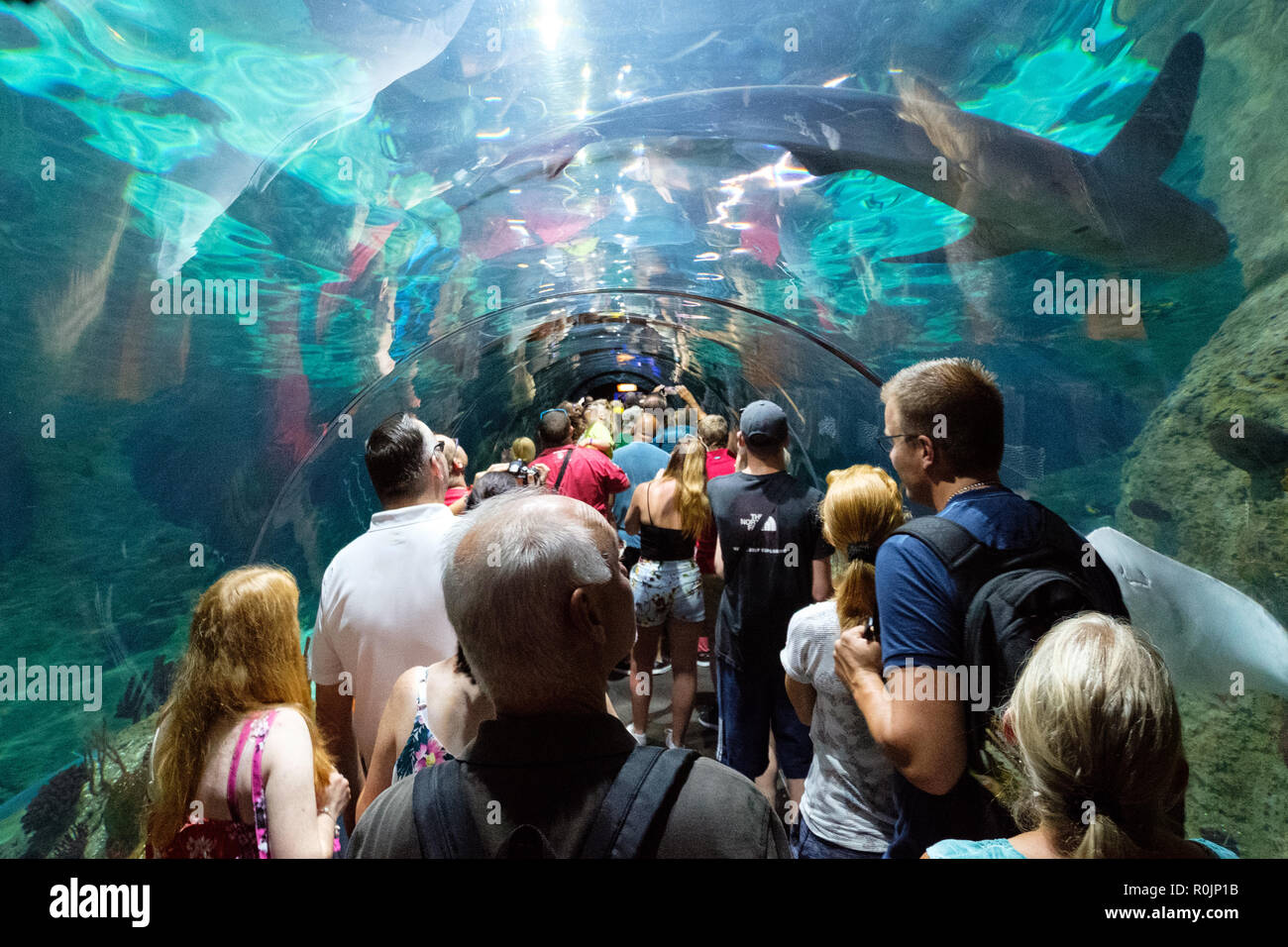 Teneriffa, Kanarische Inseln, Spanien - September 2018: Personen innerhalb des Shark tunnel Aquarium der Loro Park (Loro Parque) Zoo in Teneriffa. Stockfoto