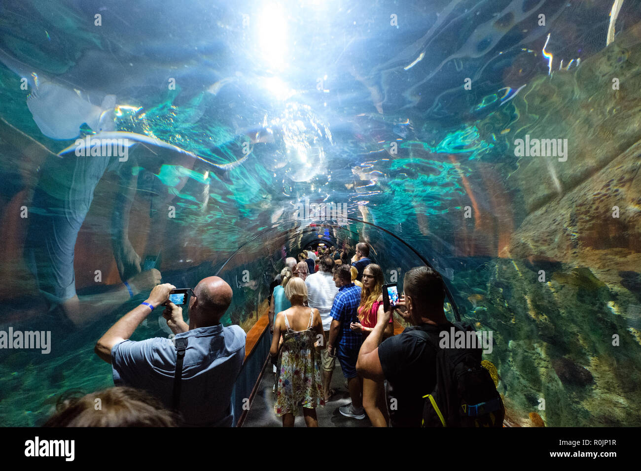 Teneriffa, Kanarische Inseln, Spanien - September 2018: Personen innerhalb des Shark tunnel Aquarium der Loro Park (Loro Parque) Zoo in Teneriffa. Stockfoto