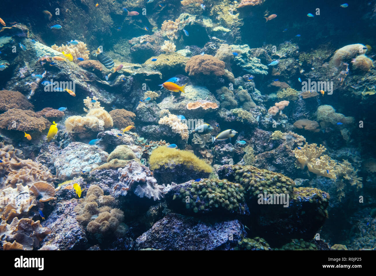 Fische und Korallen Riff unter Wasser, bunte Sealife Stockfoto