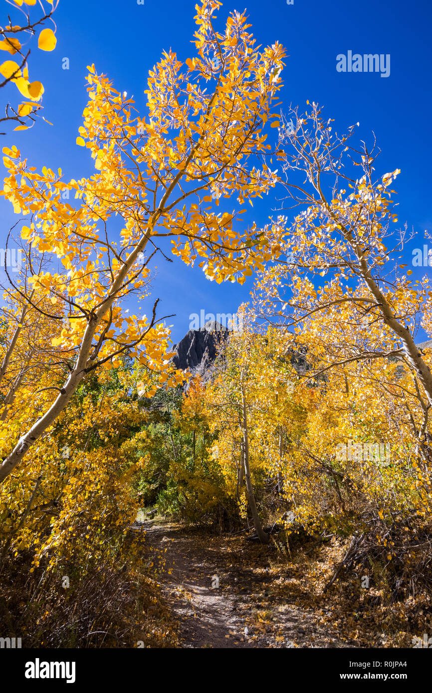 Wanderweg durch ein Wäldchen von Aspen Bäume in der östlichen Sierra Mountains, Kalifornien; schöne Herbstfarben Stockfoto