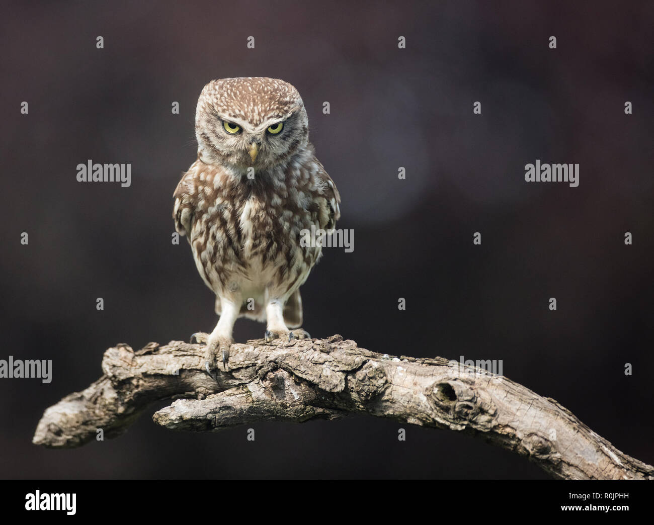 Kleine Eule Missbilligung zum Ausdruck Stockfoto
