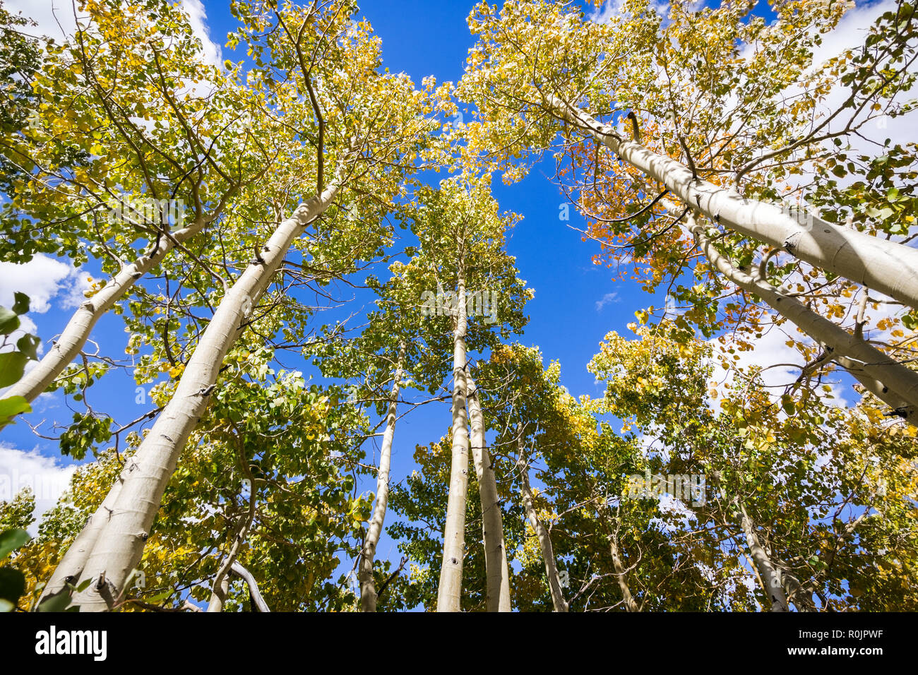 Bunte Aspen Bäume zu Beginn der Herbstsaison, östlichen Sierra Mountains, Kalifornien Stockfoto