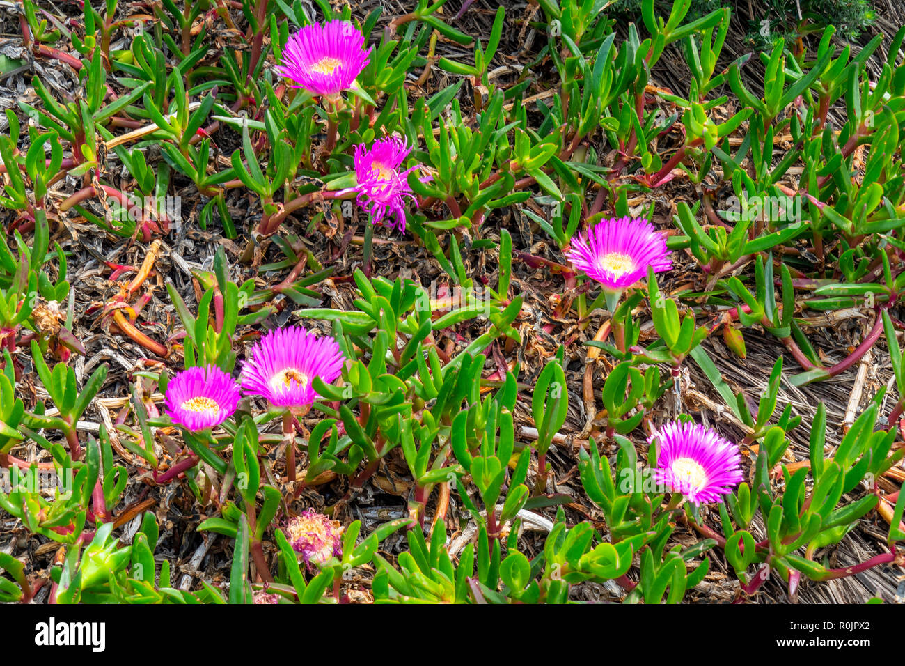 Pigface Carpobrotus glaucescens saftige blätterte Bodendecker Pflanzen in Sydney, NSW, Australien. Stockfoto