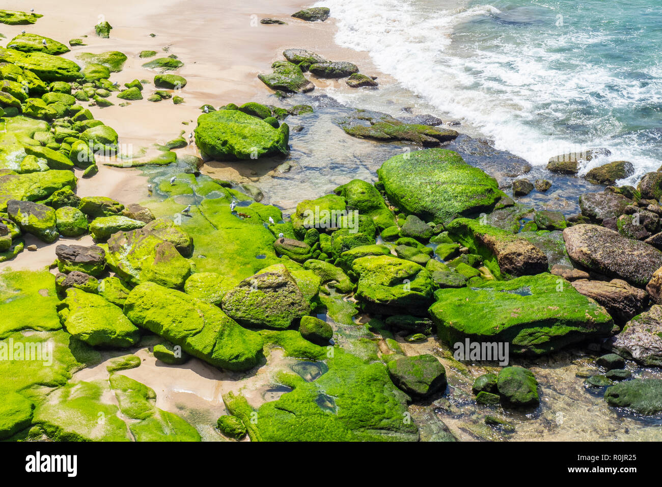 Algen bedeckt Felsen am südlichen Ende der Bondi Beach Sydney NSW Australien. Stockfoto