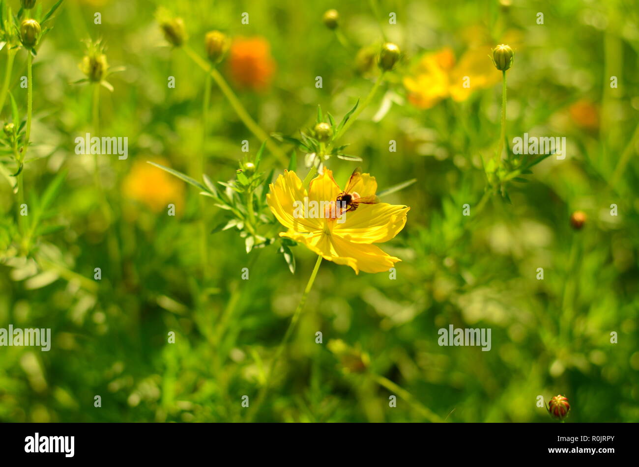 Eine Biene sammelt Pollen aus einem gelben Kosmos Blume Stockfoto