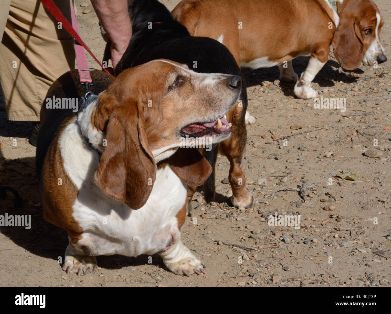 Gerne ältere altern Basset Hound Hund spazieren mit anderen Basset Hounds Stockfoto