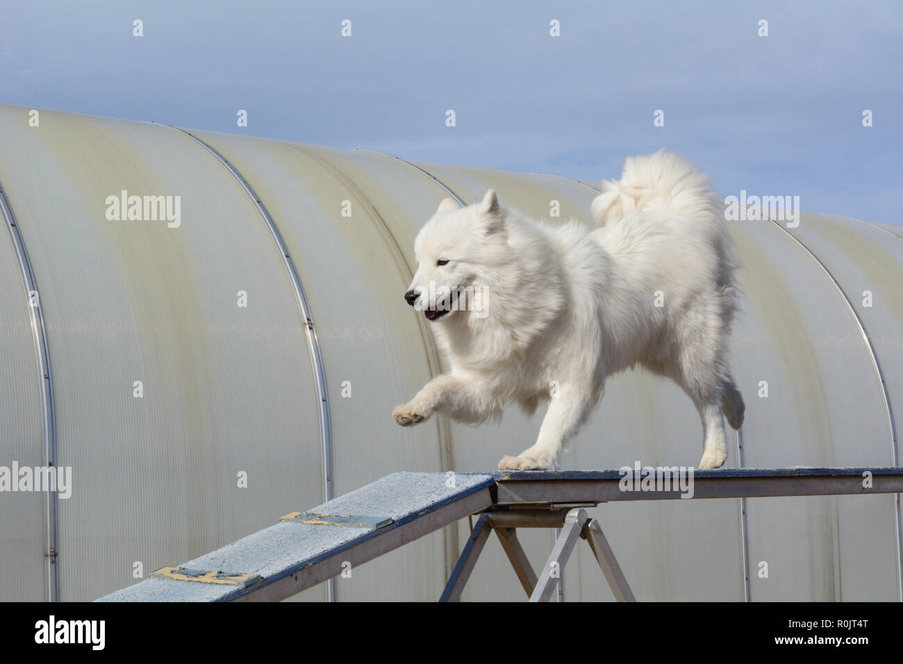 Wunderschöne reinrassige samoyed Hund läuft auf Hund gehen beim Üben Agility Stockfoto