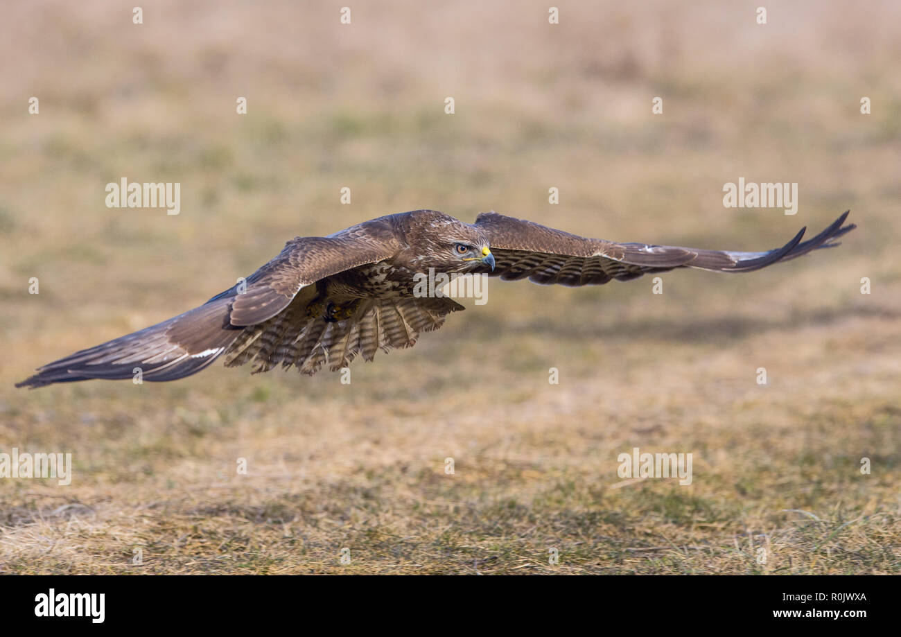 Mäusebussard (Buteo buteo) im Flug über Grasland Stockfoto