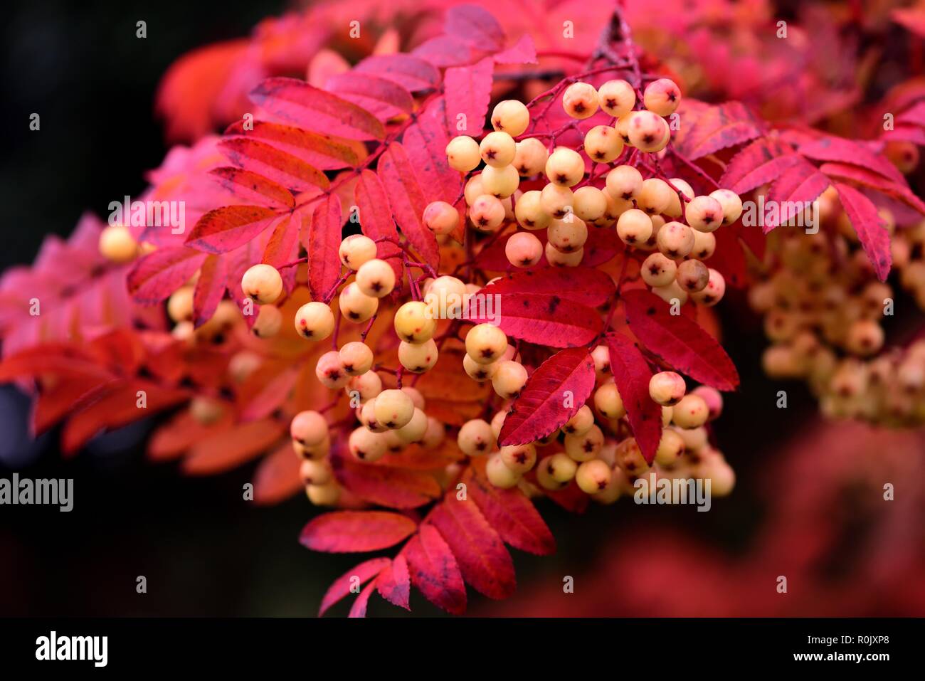 Nahaufnahme des gelben Vogelbeeren und rote Blätter Stockfoto