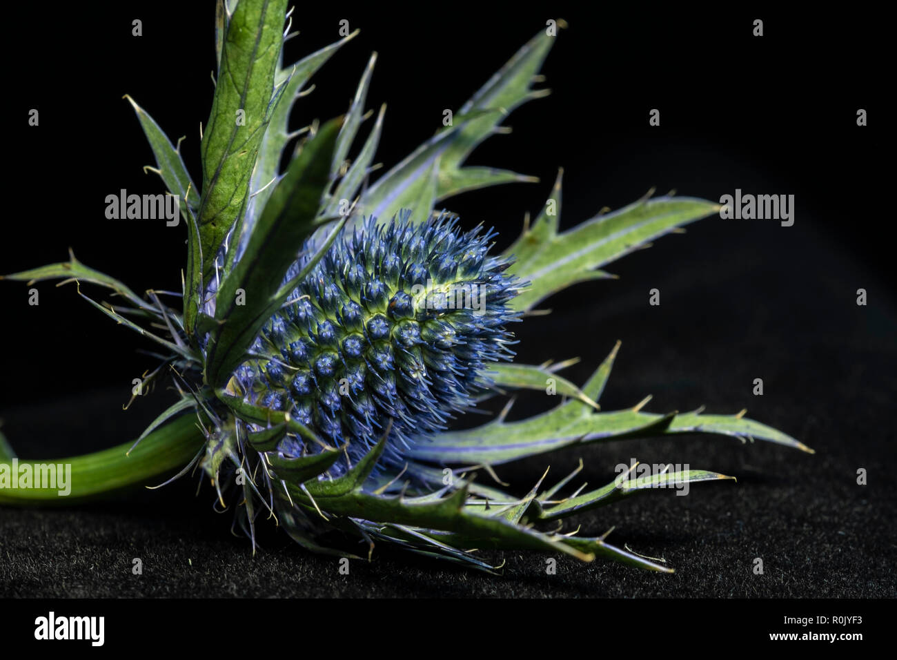 Blaue Distel Blume Stockfoto
