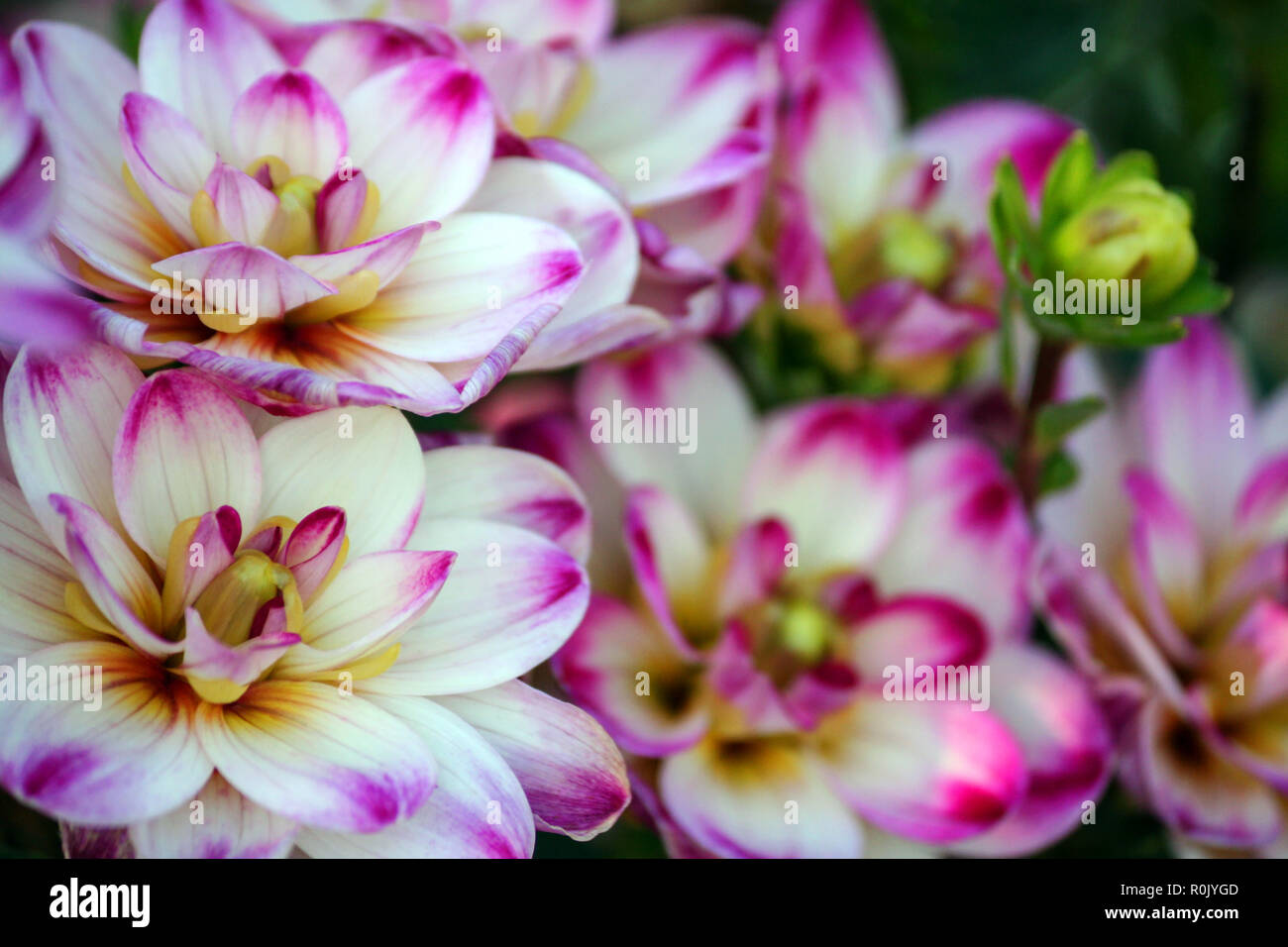 binky stockfotos und bilder kaufen alamy