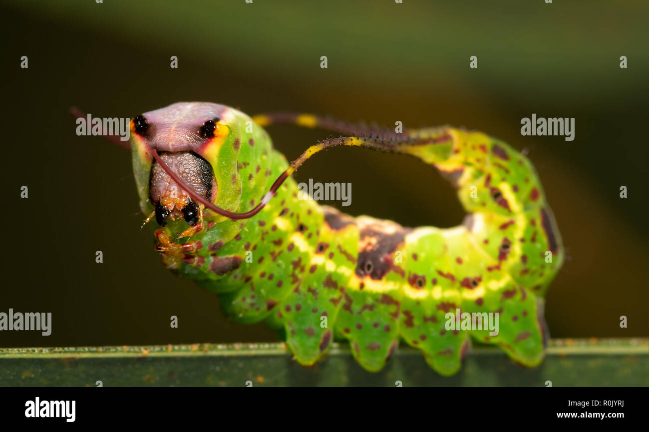 Nahaufnahme der Schwarz-geätzte Prominente motte Caterpillar anzeigen sein Schwanz Flagellen Stockfoto