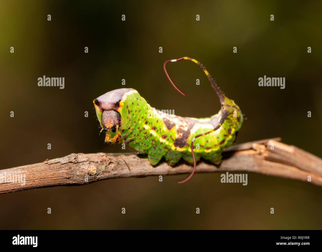 Spät instar Caterpillar Schwarz geätzt Prominente Motten angezeigte sein Schwanz Flagellen um ein Raubtier zu erschrecken Stockfoto