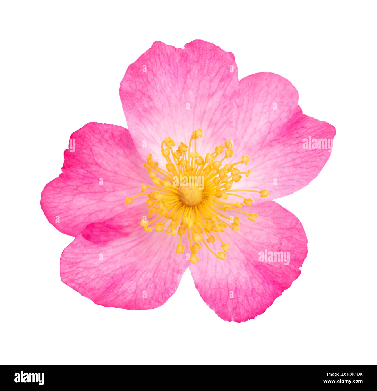 Hund rose rosa canina Ausgeschnittene Stockfotos und -bilder - Alamy