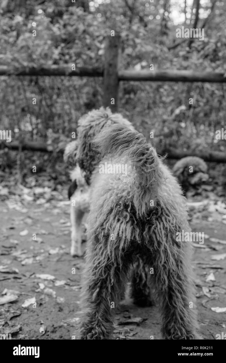 TORONTO, KANADA - 3. NOVEMBER 2018: HUNDE BEI HOHEN PARK auf Herbst Tag. Stockfoto