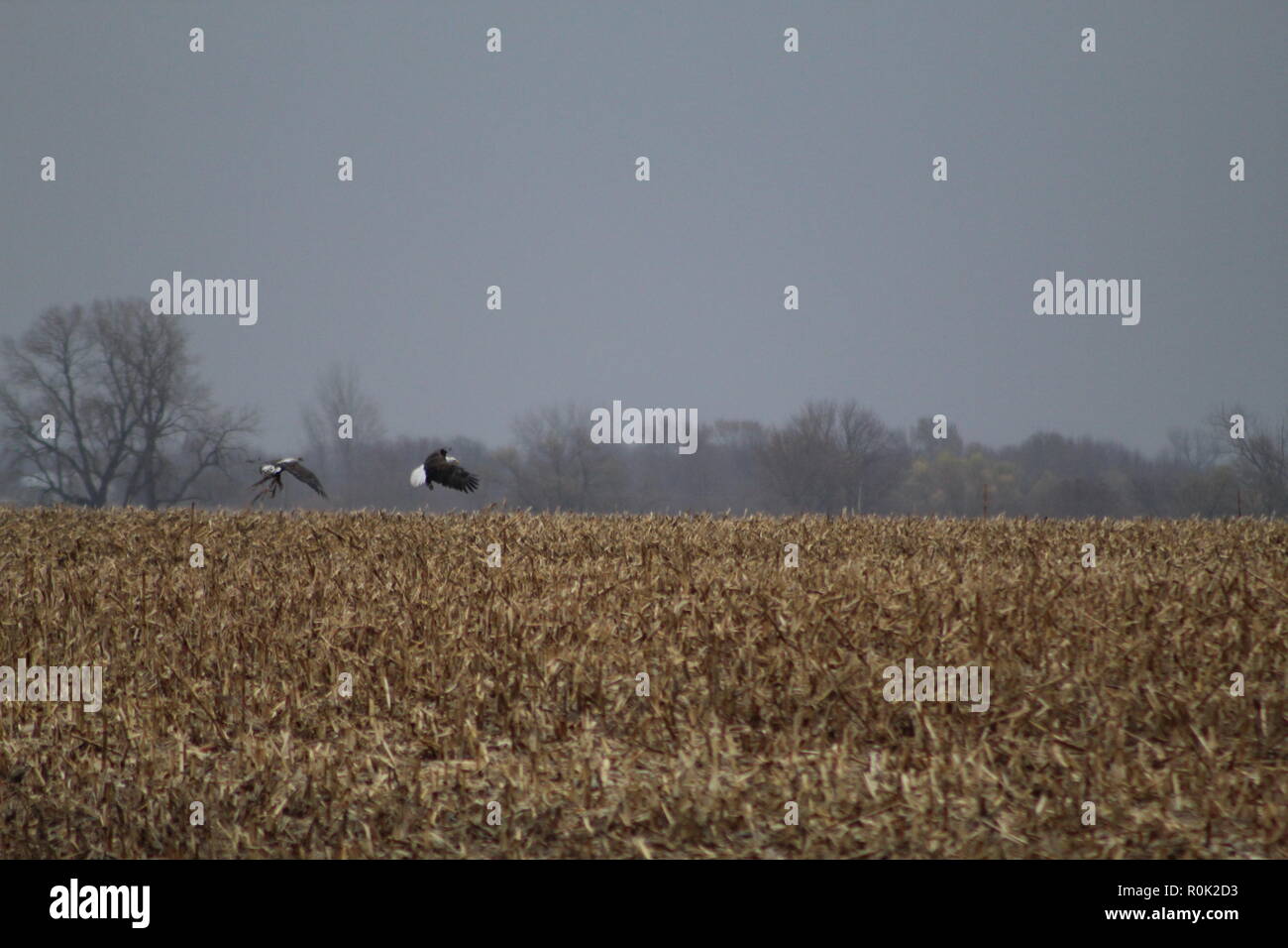 Weißkopfadler im Flug Stockfoto