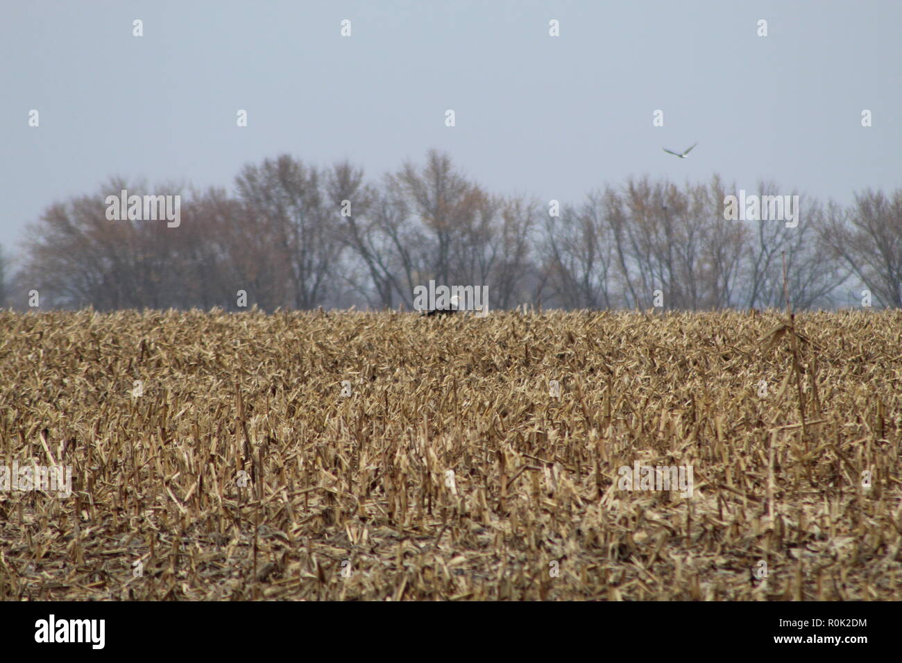 Weißkopfadler im Flug Stockfoto