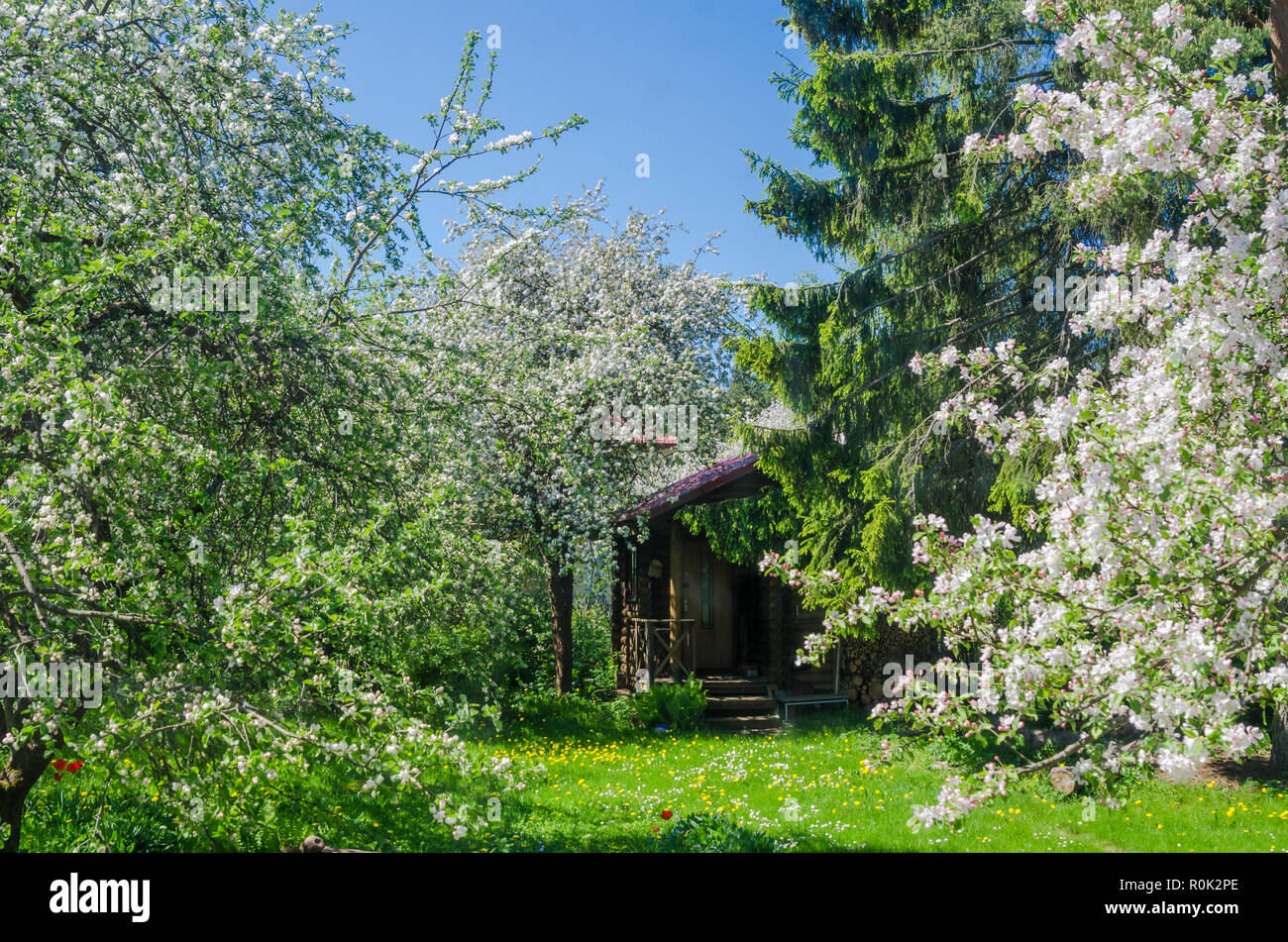 Blühender Garten mit alten Apfelbäume Stockfoto