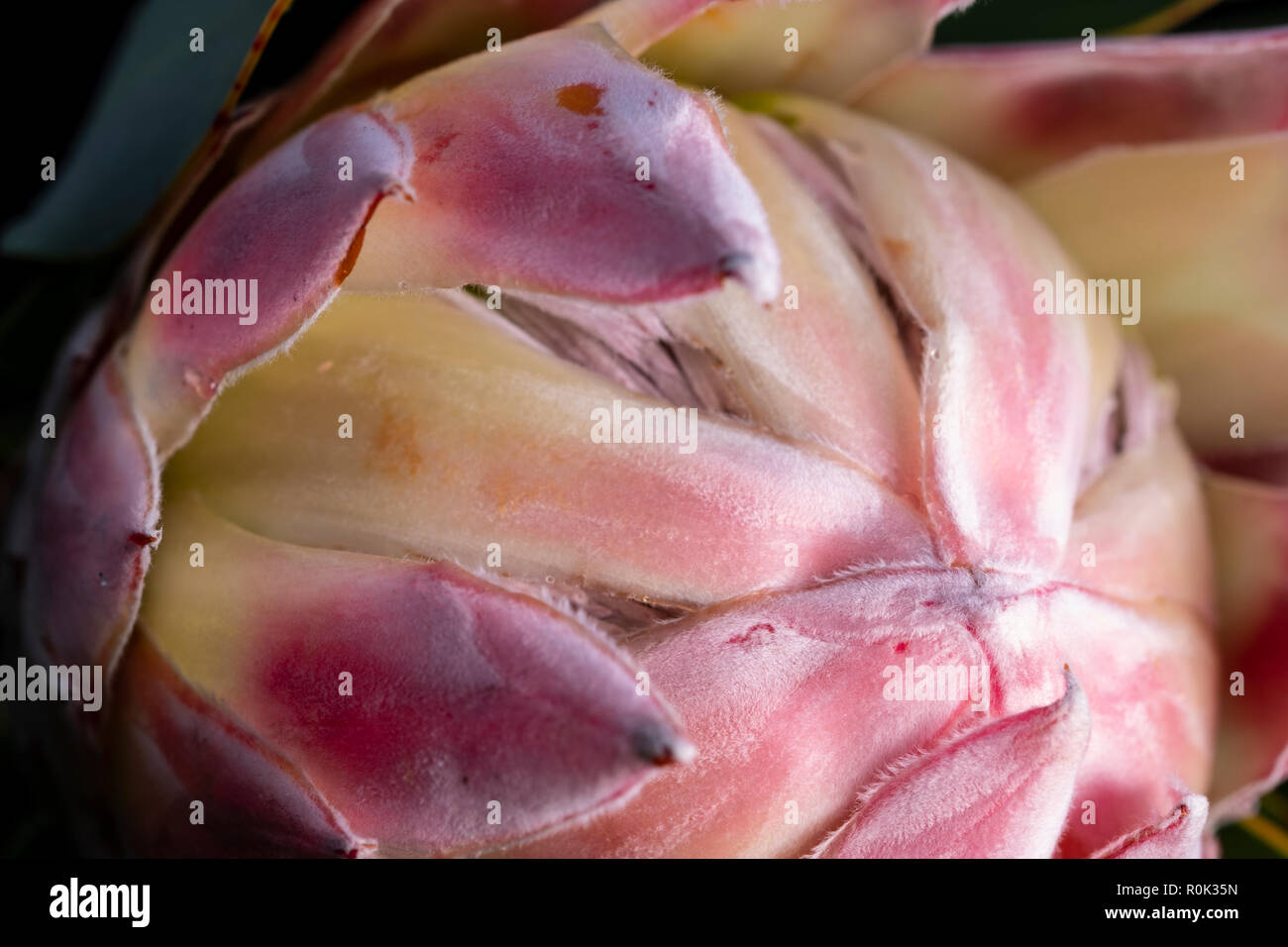 Das Protea Stockfoto