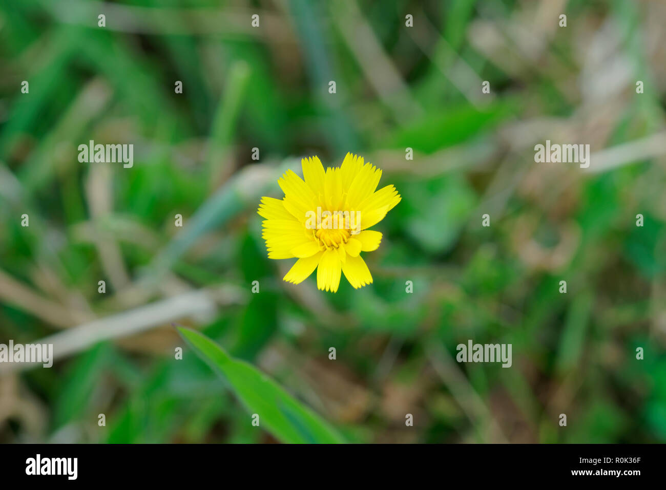 Löwenzahn ist eine gemeinsame floral Kraut, das in der Tat angesehen wird von vielen als ein Ärgernis. Es kann wild wachsen, wo Stockfoto