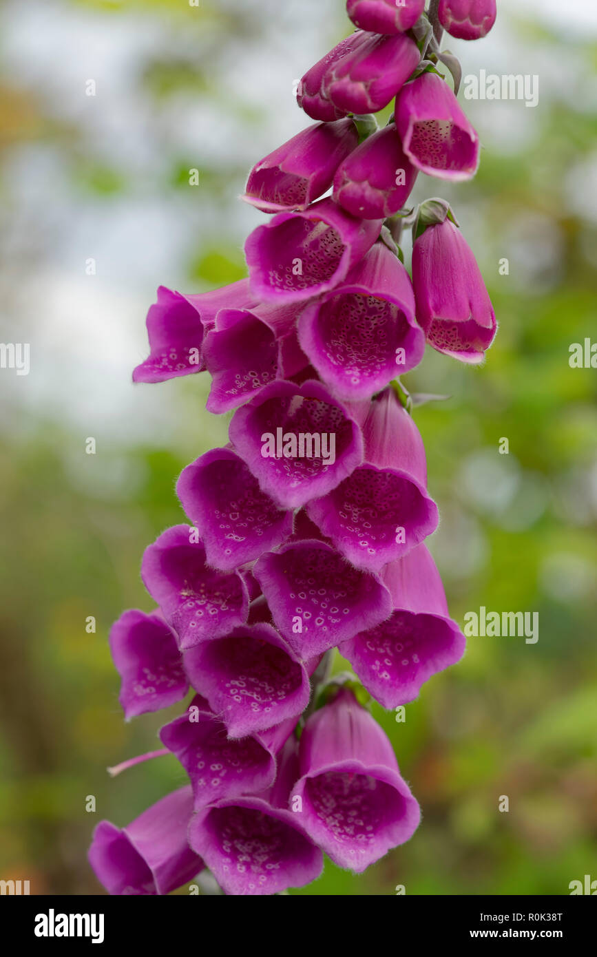 Digitalis purpurea, besser bekannt als Fingerhut, ist eine Pflanze, die in Chile eingeführt. Es wächst häufiger im verregneten Frühling Jahreszeiten wie in diesem Jahr. Stockfoto