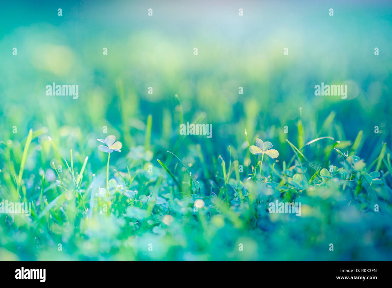 Schönen grünen Feld mit Wasser droops bei Sonnenuntergang. Grüne Morgen wiese gras in der Sonne, Sonne strahlen Stockfoto