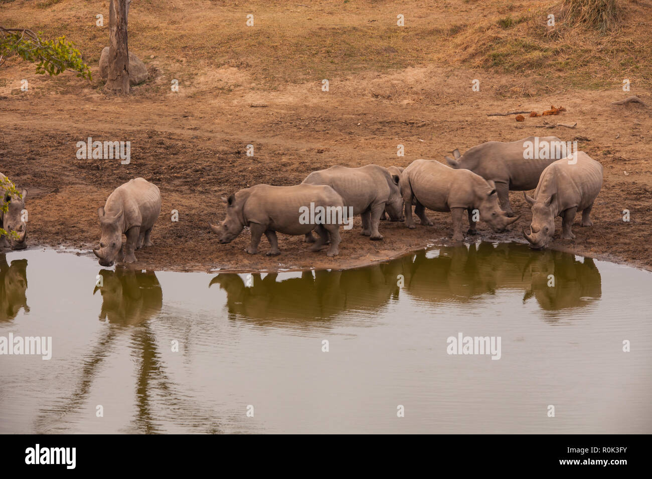 Rhino Sammeln Stockfoto