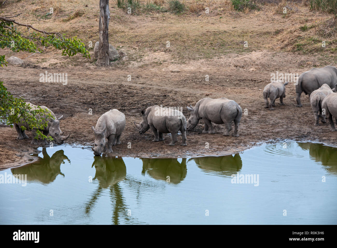 Rhino Sammeln Stockfoto