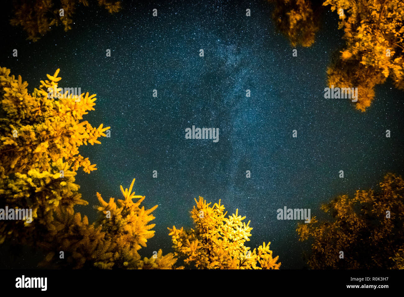 Meteore in den nächtlichen Himmel in den Wald. Warmes Licht auf Pinien und kalten Nachthimmel, Milchstraße Stockfoto