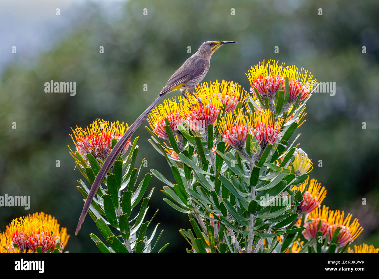 Cape Sugarbird Promerops cafer Kirstenbosch Botanical Garden, Cape Town, Western Cape, Südafrika 5 September 2018 erwachsenen männlichen Pro Stockfoto