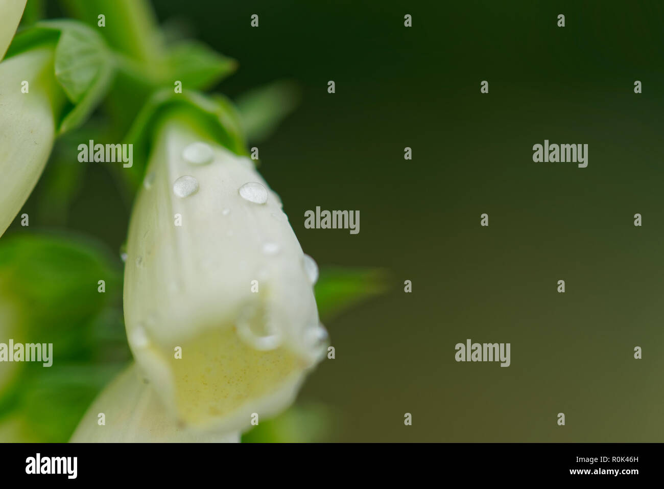 Digitalis Grandiflora oder weiß Fingerhut, mit Regentropfen in der Corolla Stockfoto
