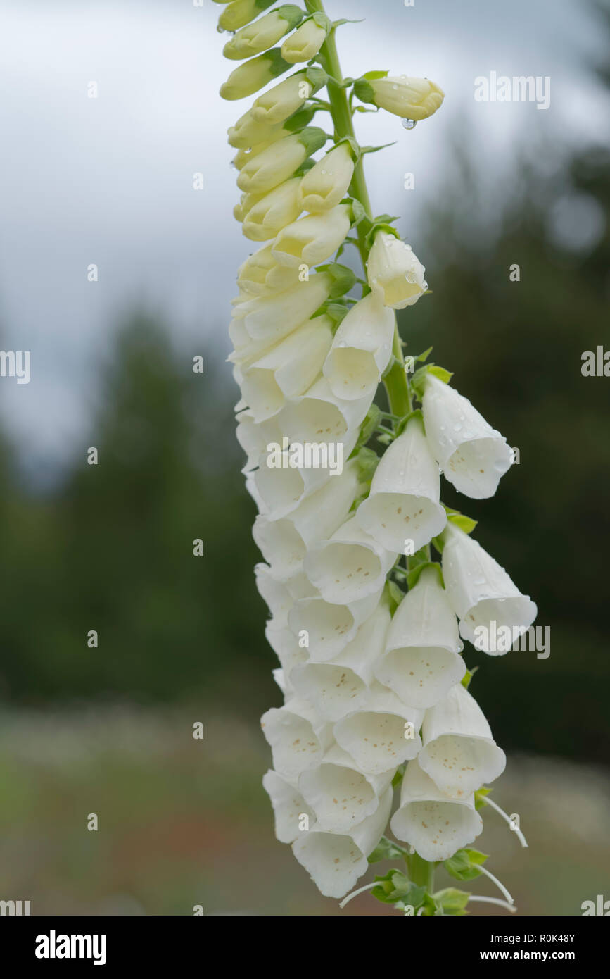 Digitalis Grandiflora oder weiß Fingerhut, mit Regentropfen in der Corolla Stockfoto