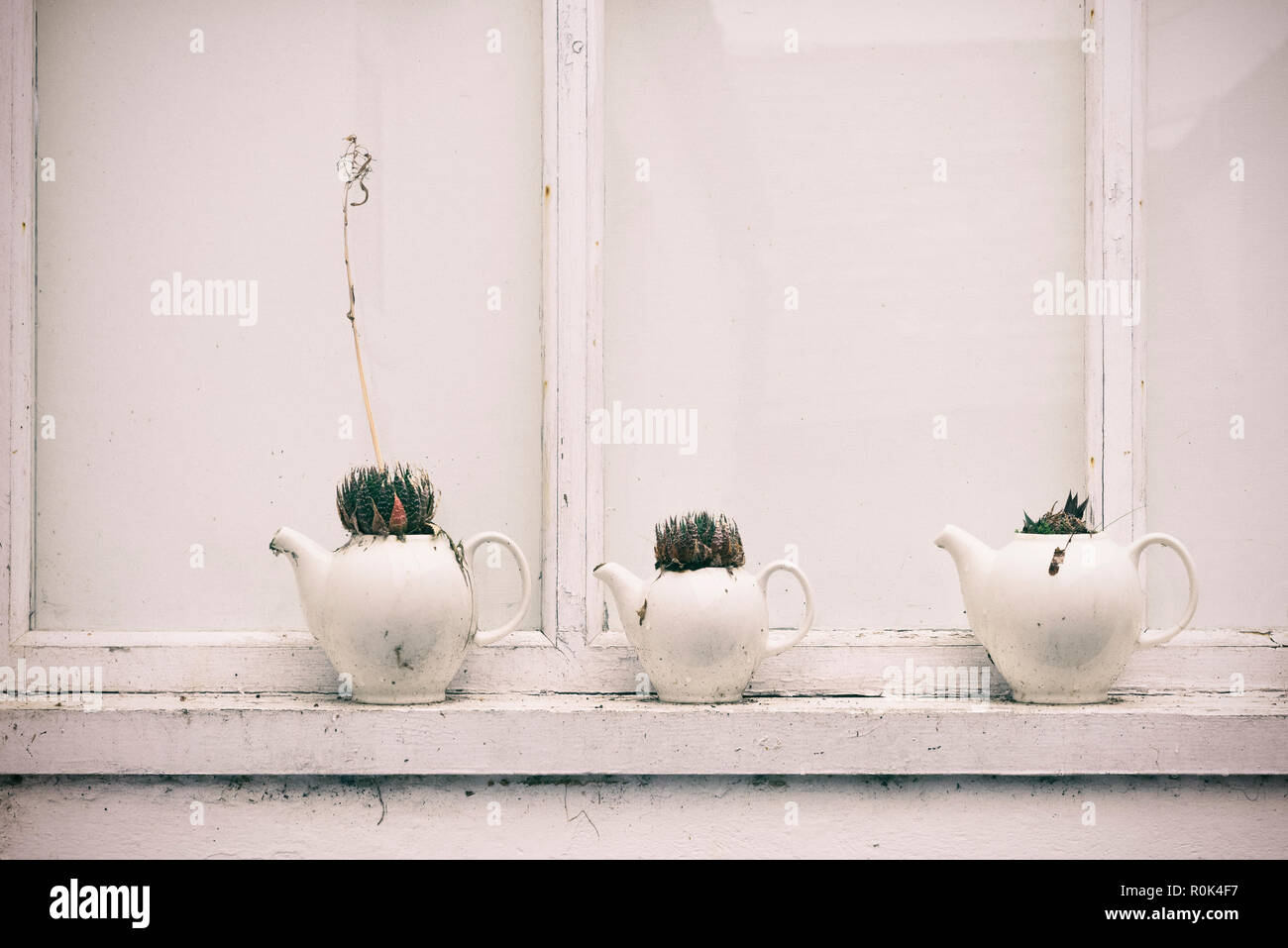 Sukkulenten gepflanzt in Teekannen Stockfoto