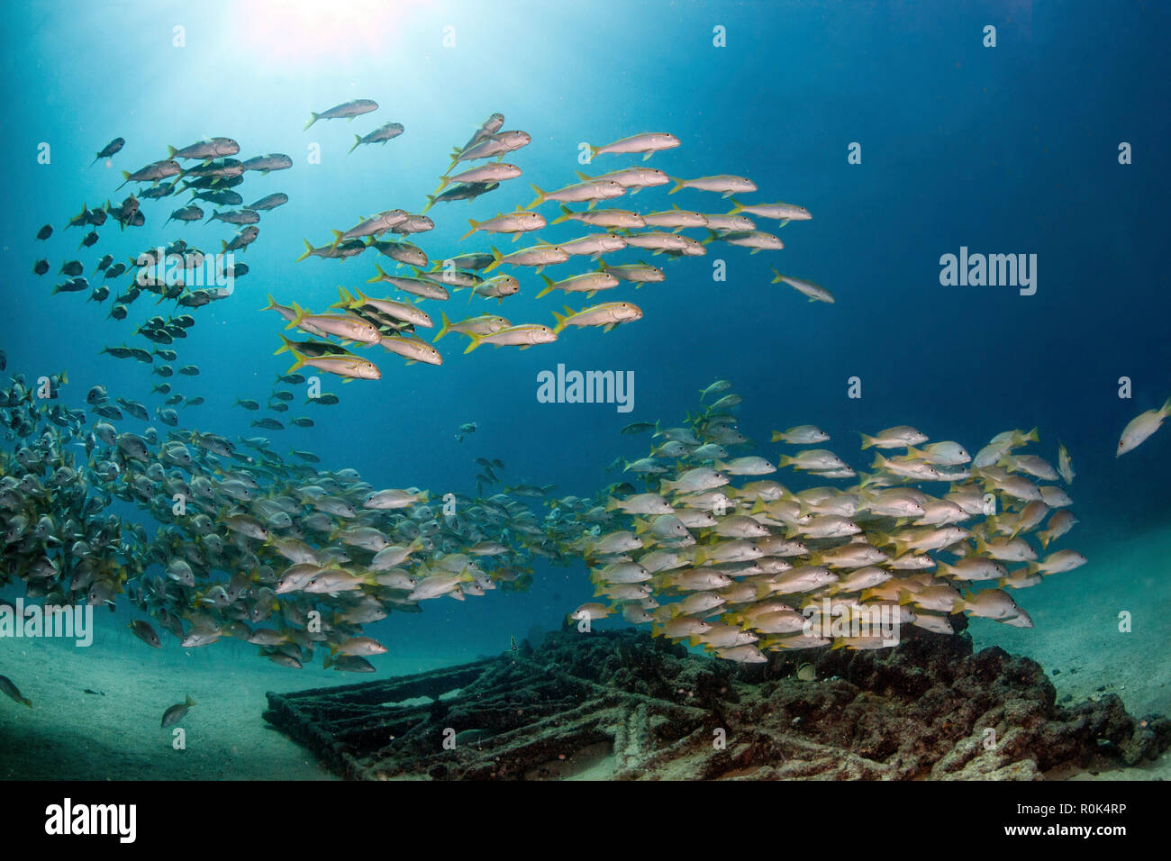 Schule der gelben Snapper schwimmen über dem Wrack von El Vencedor in der See von Cortez. Stockfoto