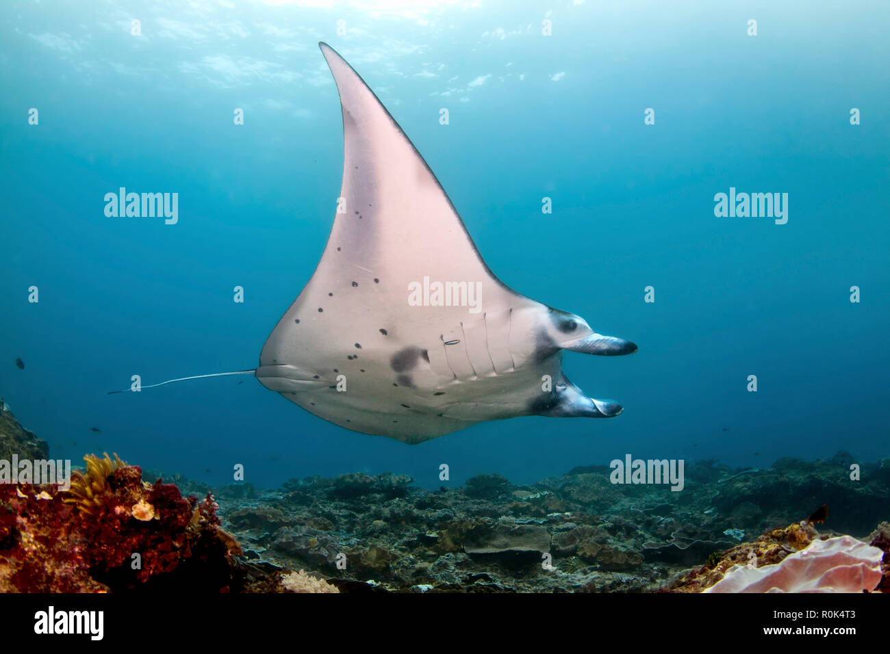 Ein Riff Manta Ray, Nusa Penida, Indonesien. Stockfoto