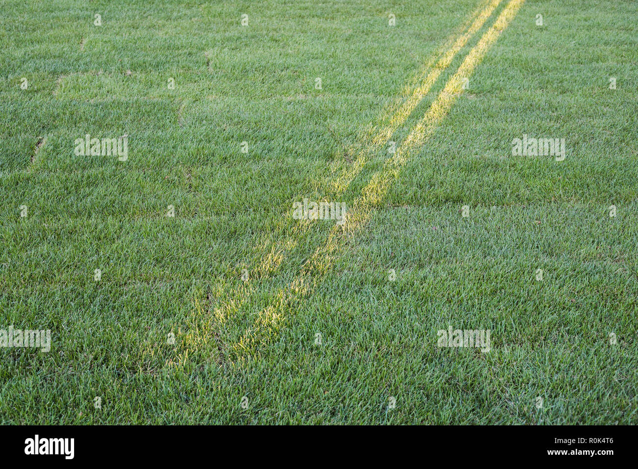 Der Lichtstrahl über gemähtem Gras Stockfoto