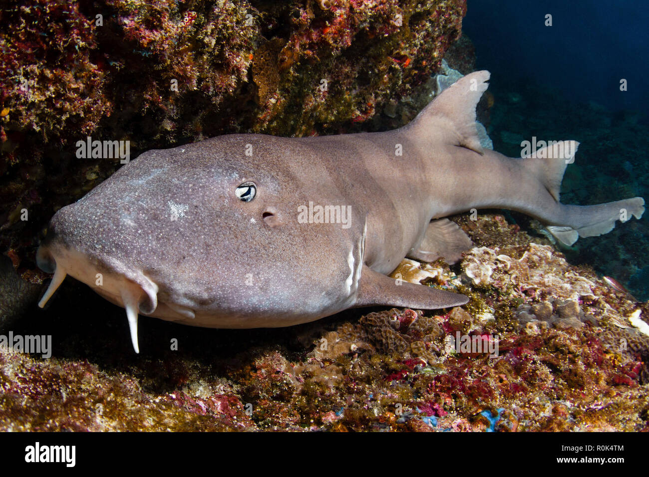 Eine brownbanded bamboo Shark in Manta Bay, Nusa Penida, Indonesien. Stockfoto